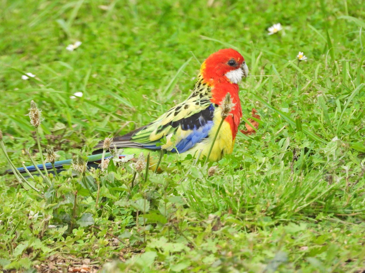 Perico Multicolor - ML647388783