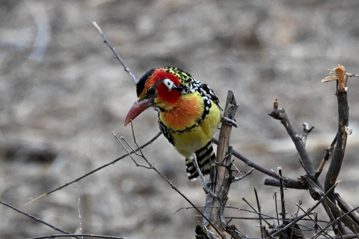 Barbudo Cabecirrojo - ML647388790