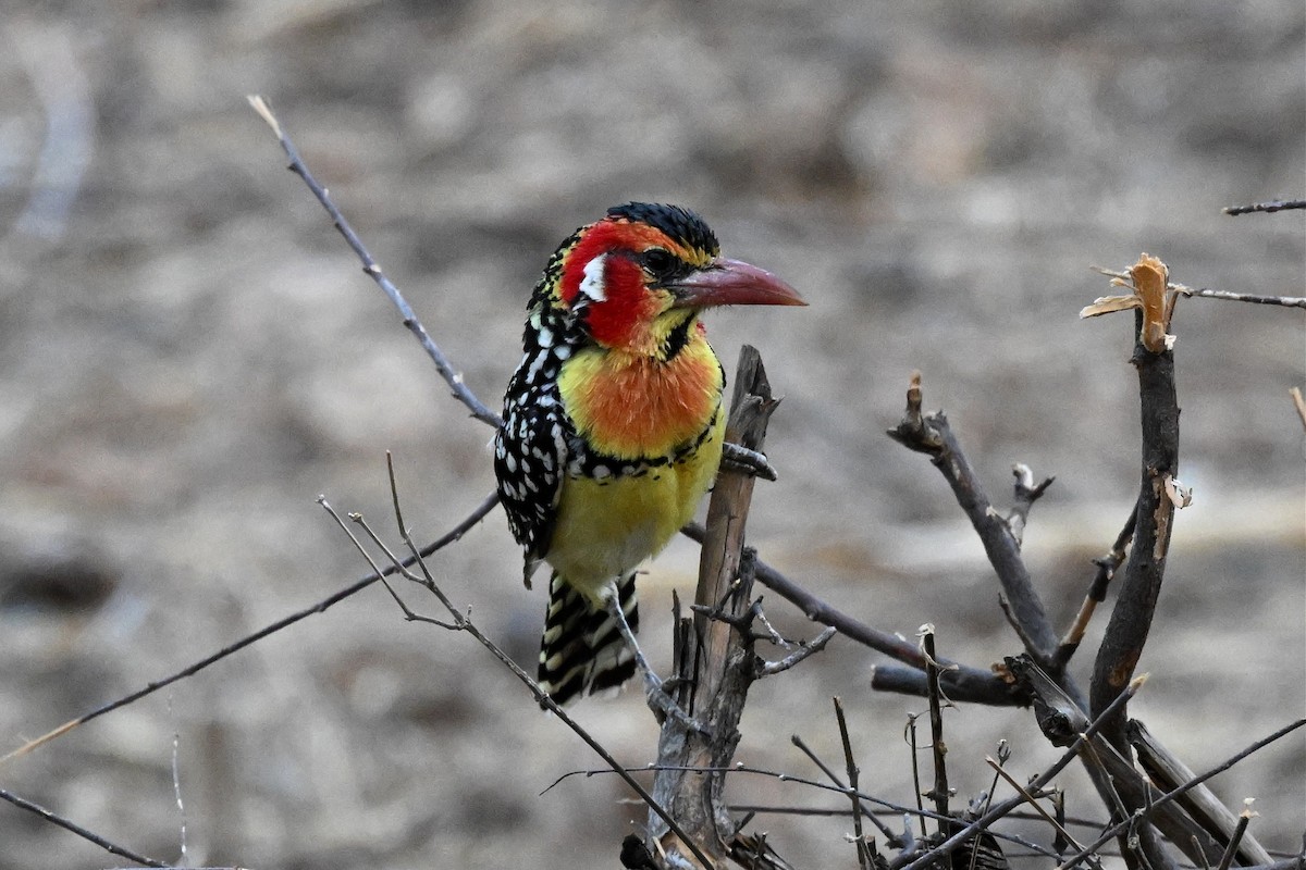 Barbudo Cabecirrojo - ML647388791