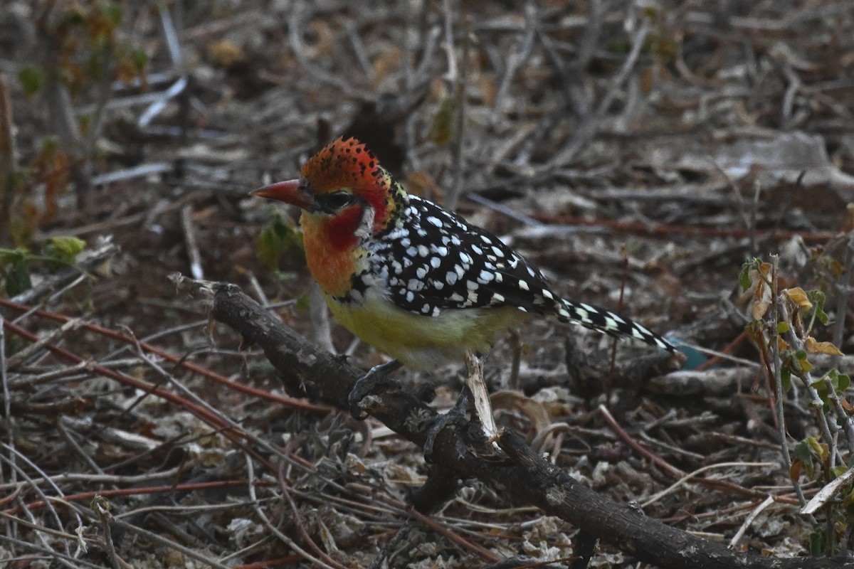 Barbudo Cabecirrojo - ML647388792