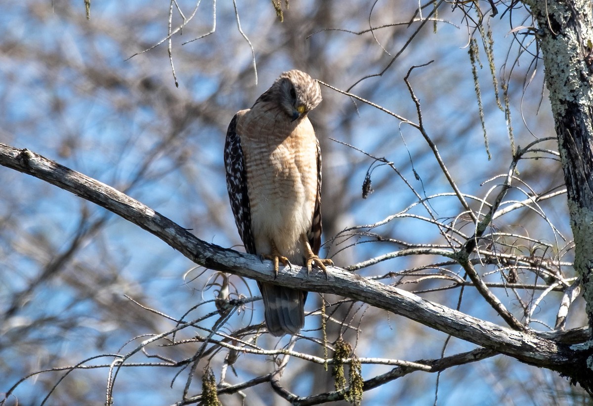 Busardo Pechirrojo - ML647388793