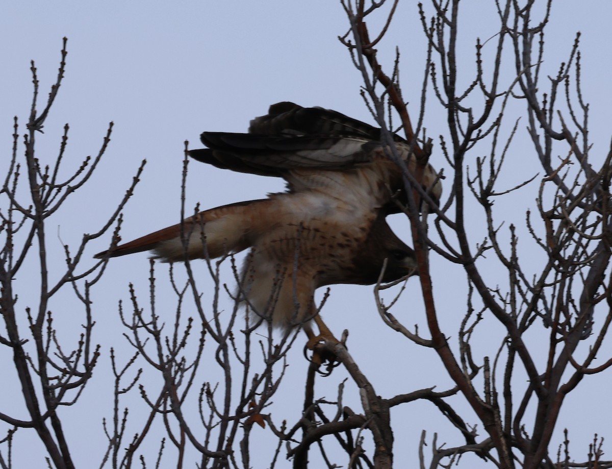 Busardo Herrumbroso - ML647388795