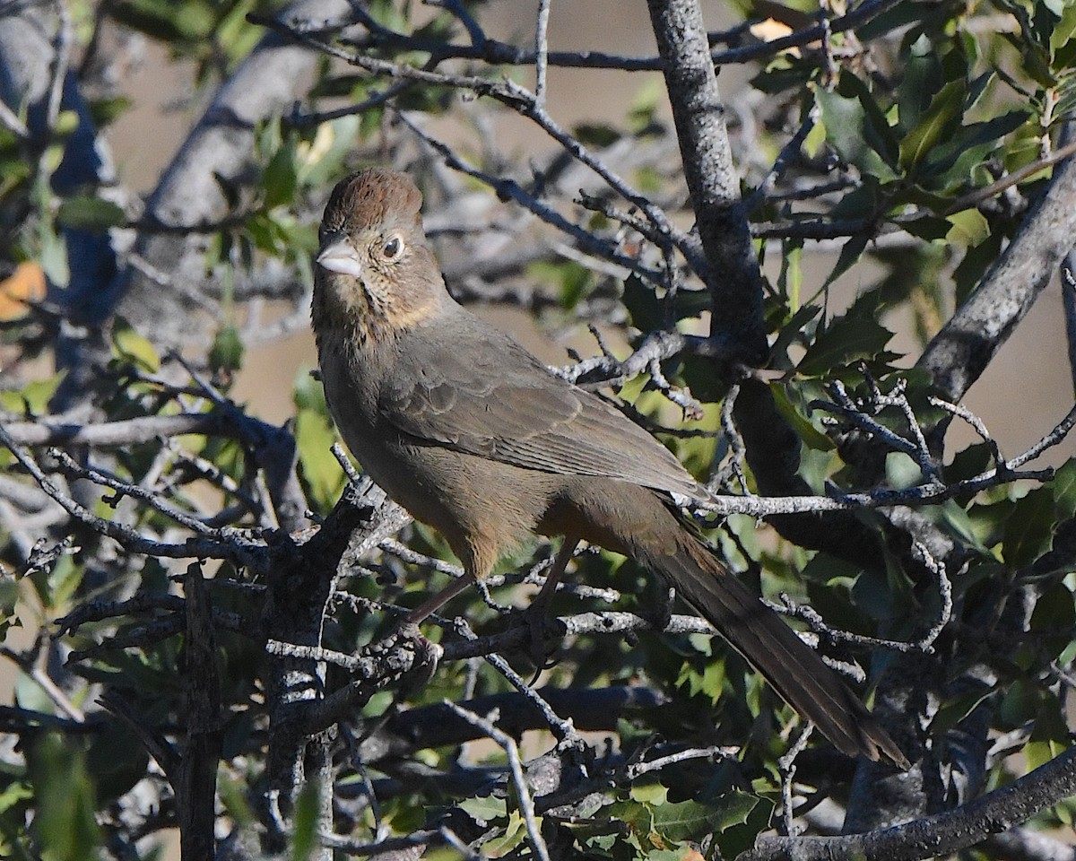 Toquí Pardo - ML647388800