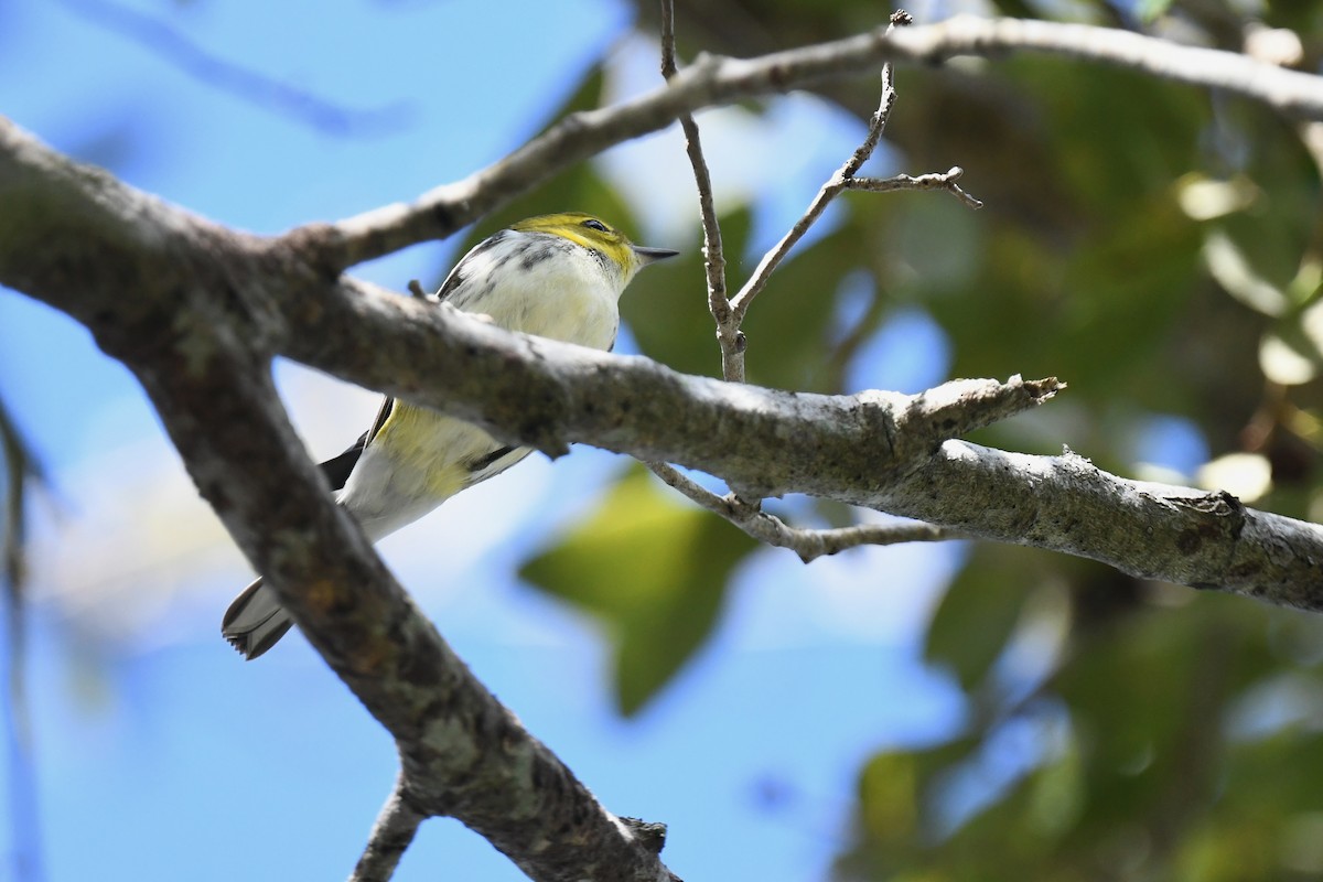 Reinita Dorsiverde - ML647388801