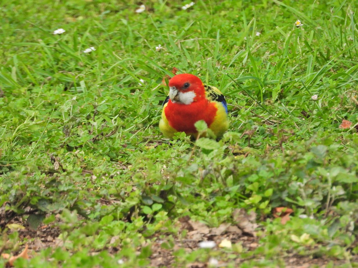 Perico Multicolor - ML647388802