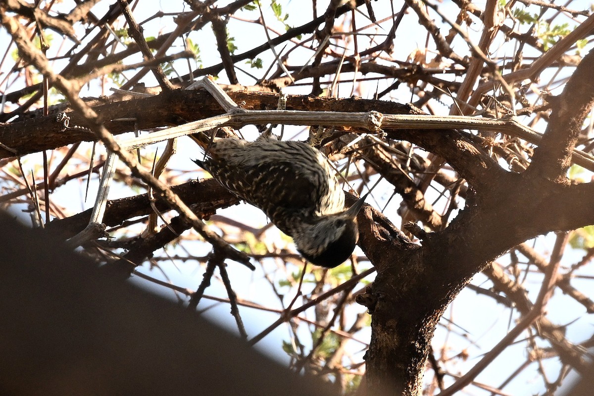 Pito Cardenal - ML647388806