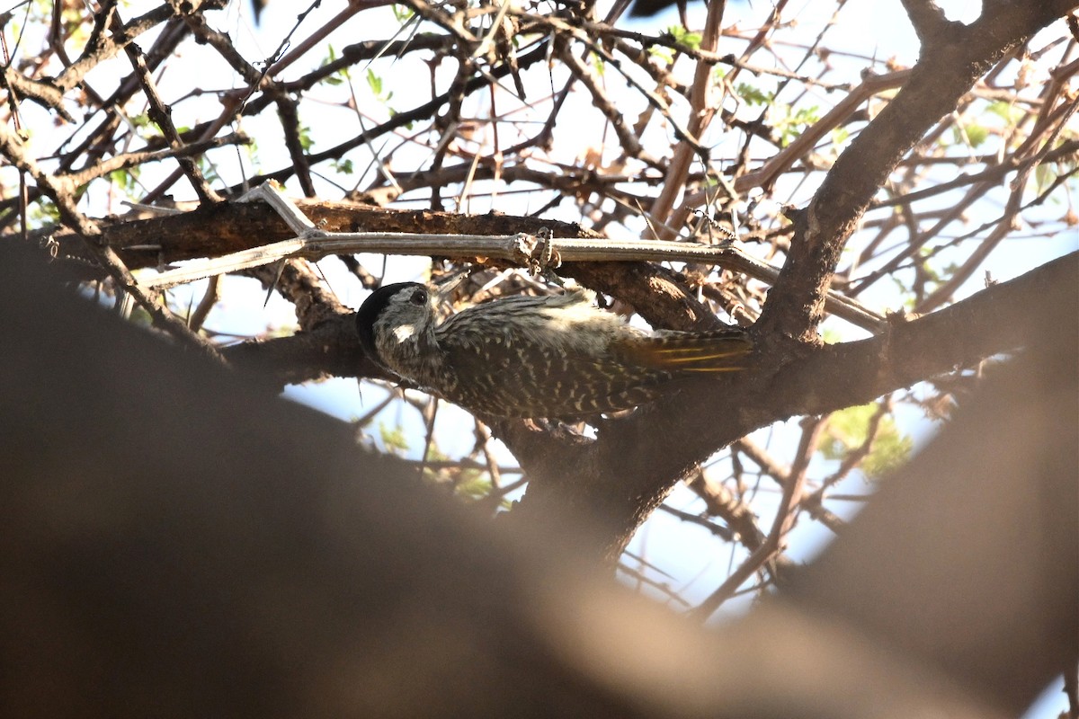 Pito Cardenal - ML647388807