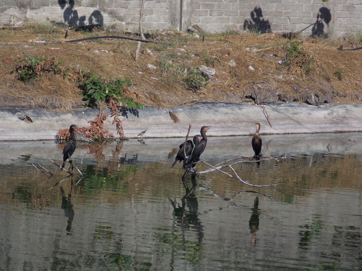 Cormorán Biguá - ML647388811