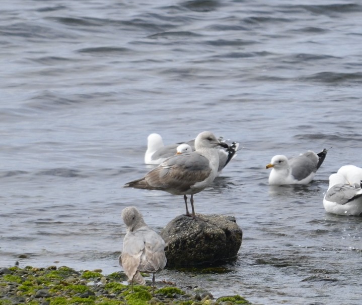Gaviota Occidental x de Bering (híbrido) - ML647388812