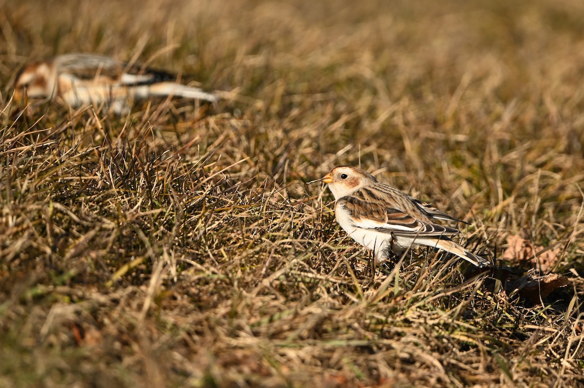 Escribano Nival - ML647388813