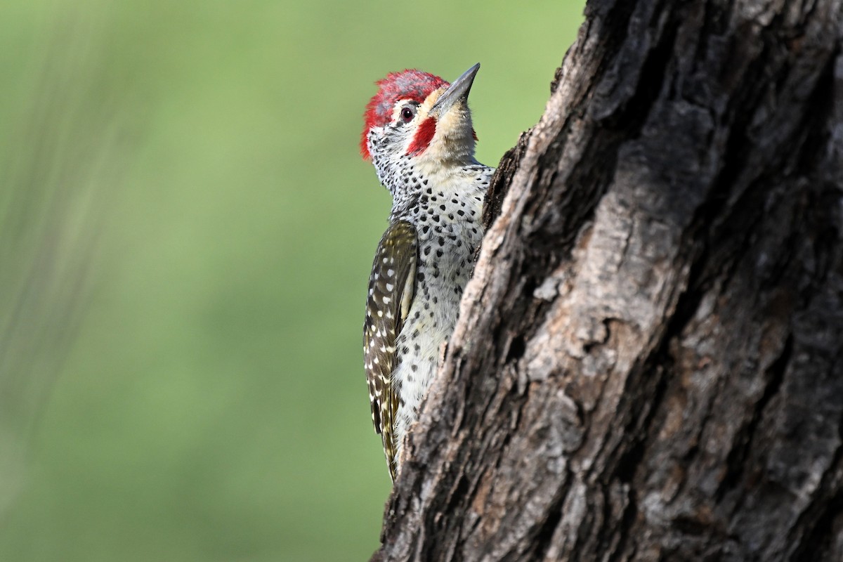 Pito de Nubia - ML647388815