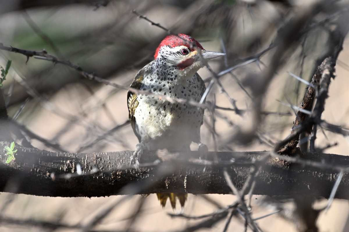 Pito de Nubia - ML647388816