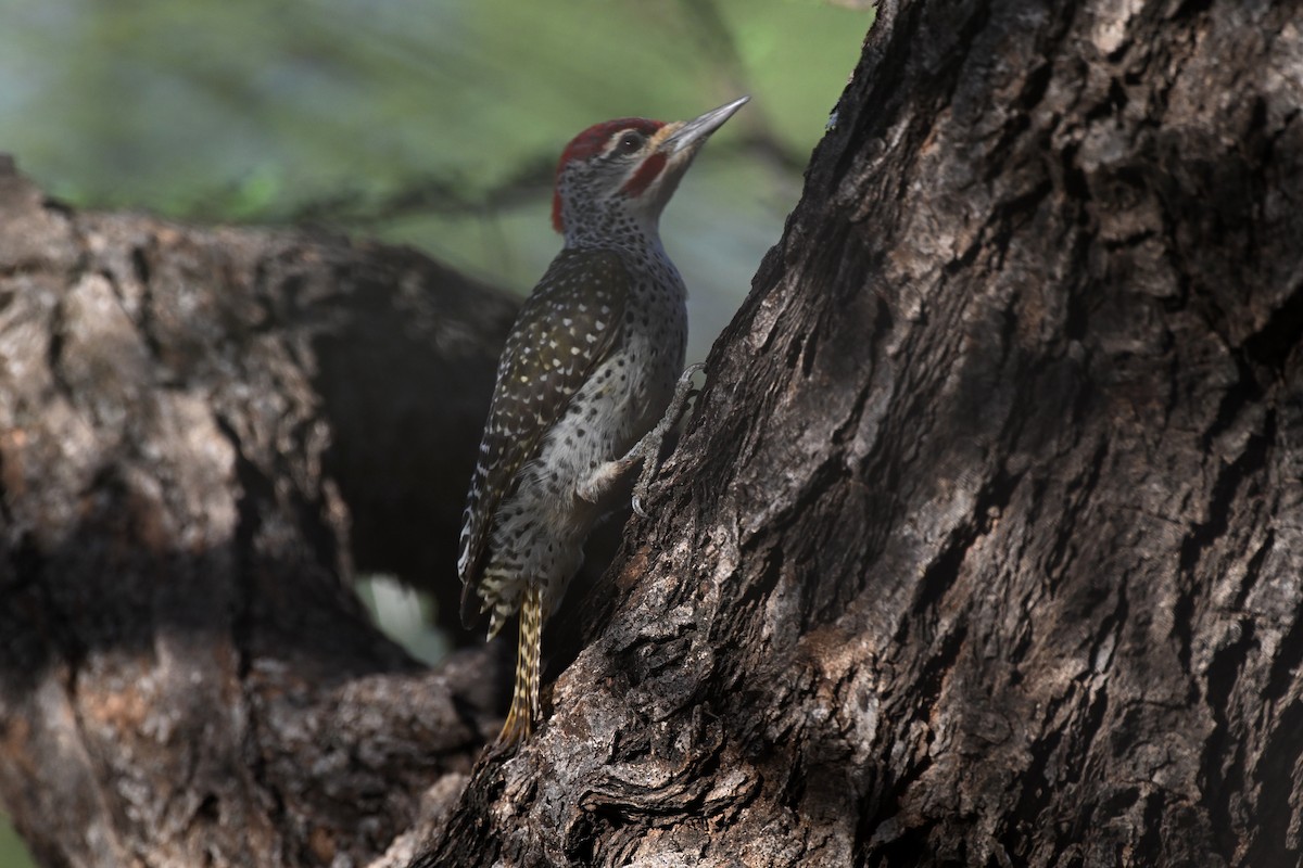 Pito de Nubia - ML647388817