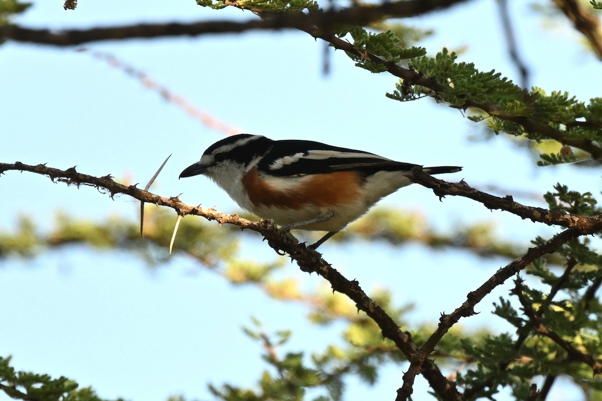 Brubrú - ML647388822