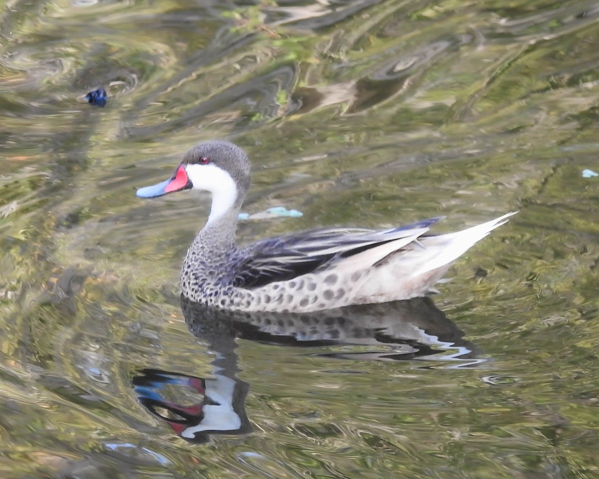 White-cheeked Pintail - ML647388825