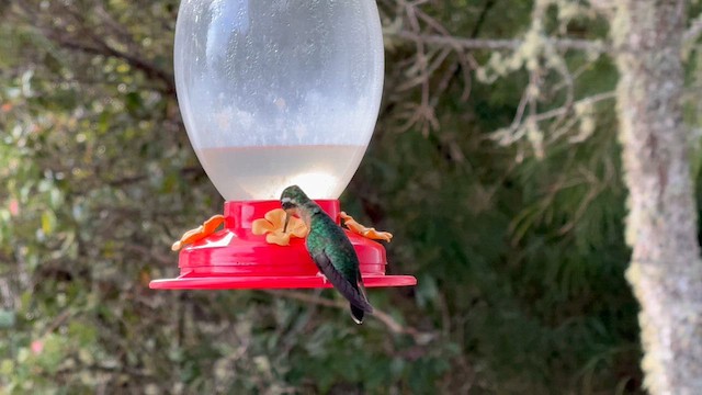 Colibrí Ventricastaño - ML647388826