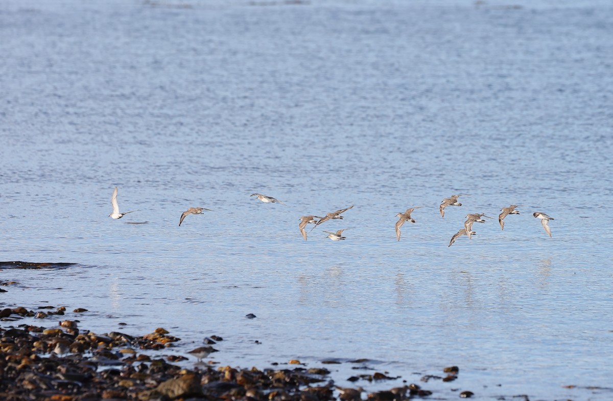 Weißbürzel-Strandläufer - ML647388838