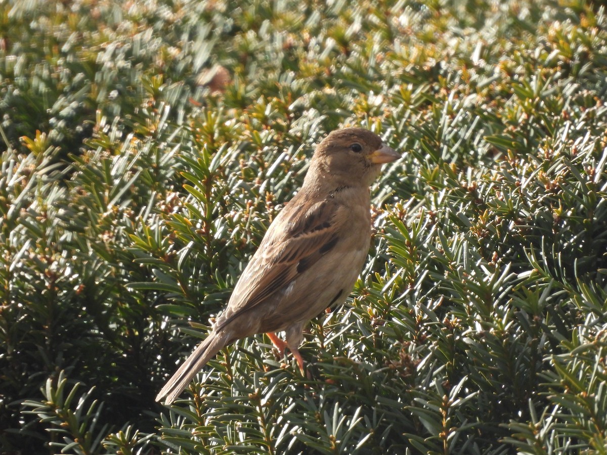 gråspurv - ML647388866