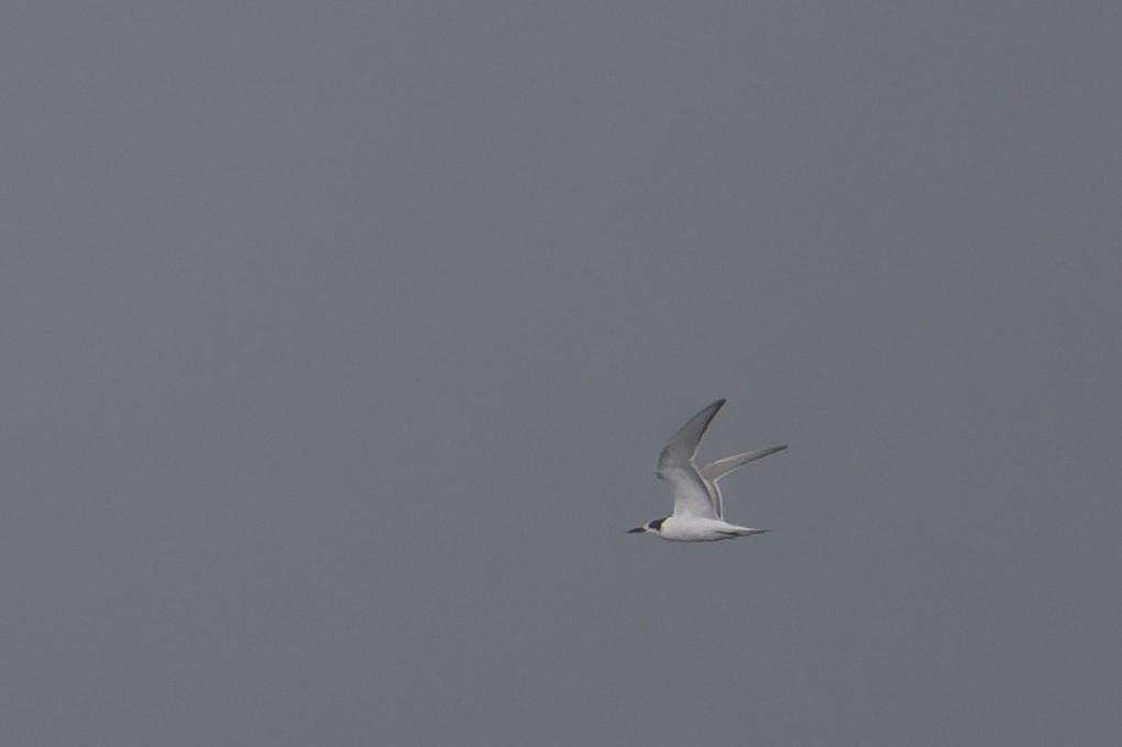 Common Tern - ML647388897