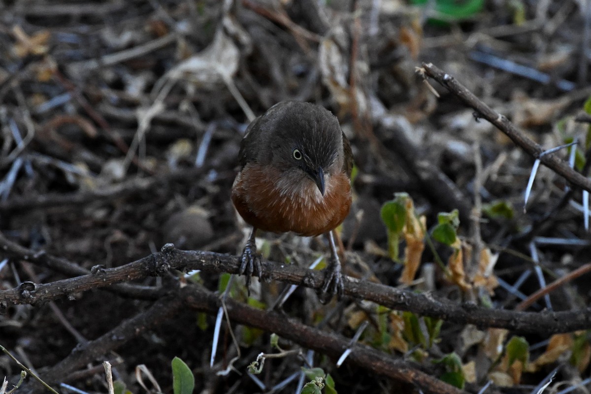 Rufous Chatterer - ML647388898