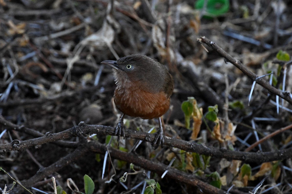 Rufous Chatterer - ML647388899