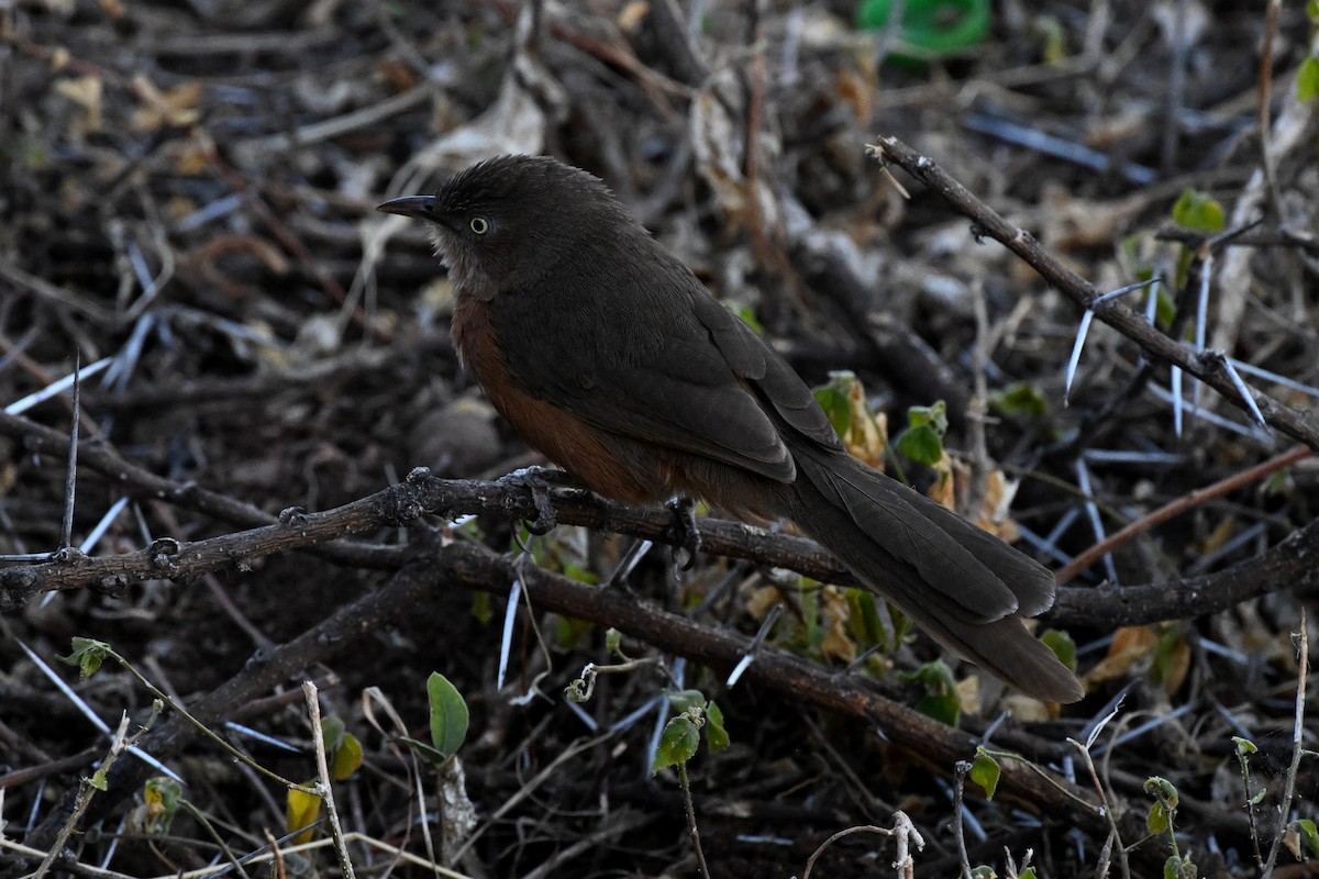 Rufous Chatterer - ML647388900