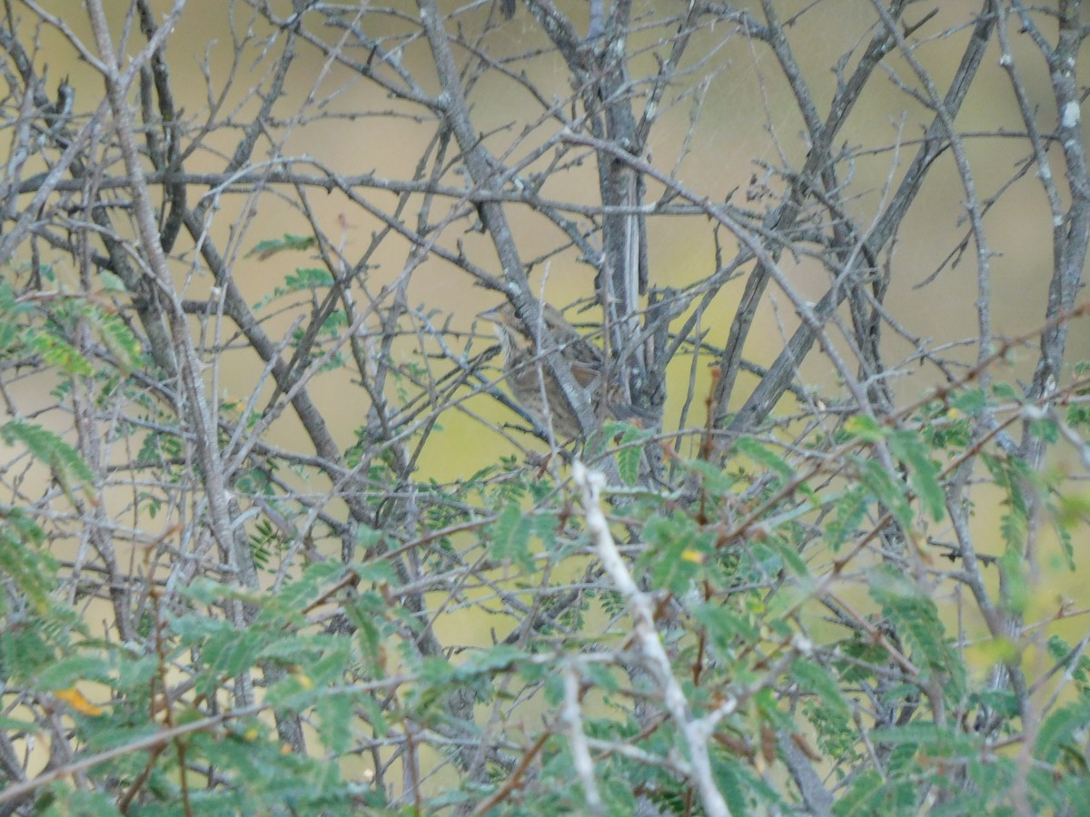 Chingolo Sabanero - ML647388913