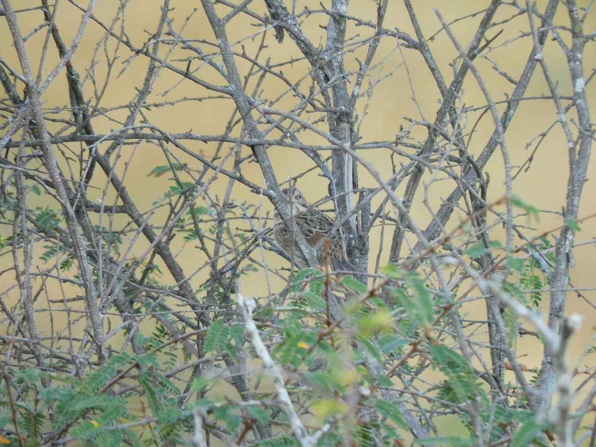 Chingolo Sabanero - ML647388914