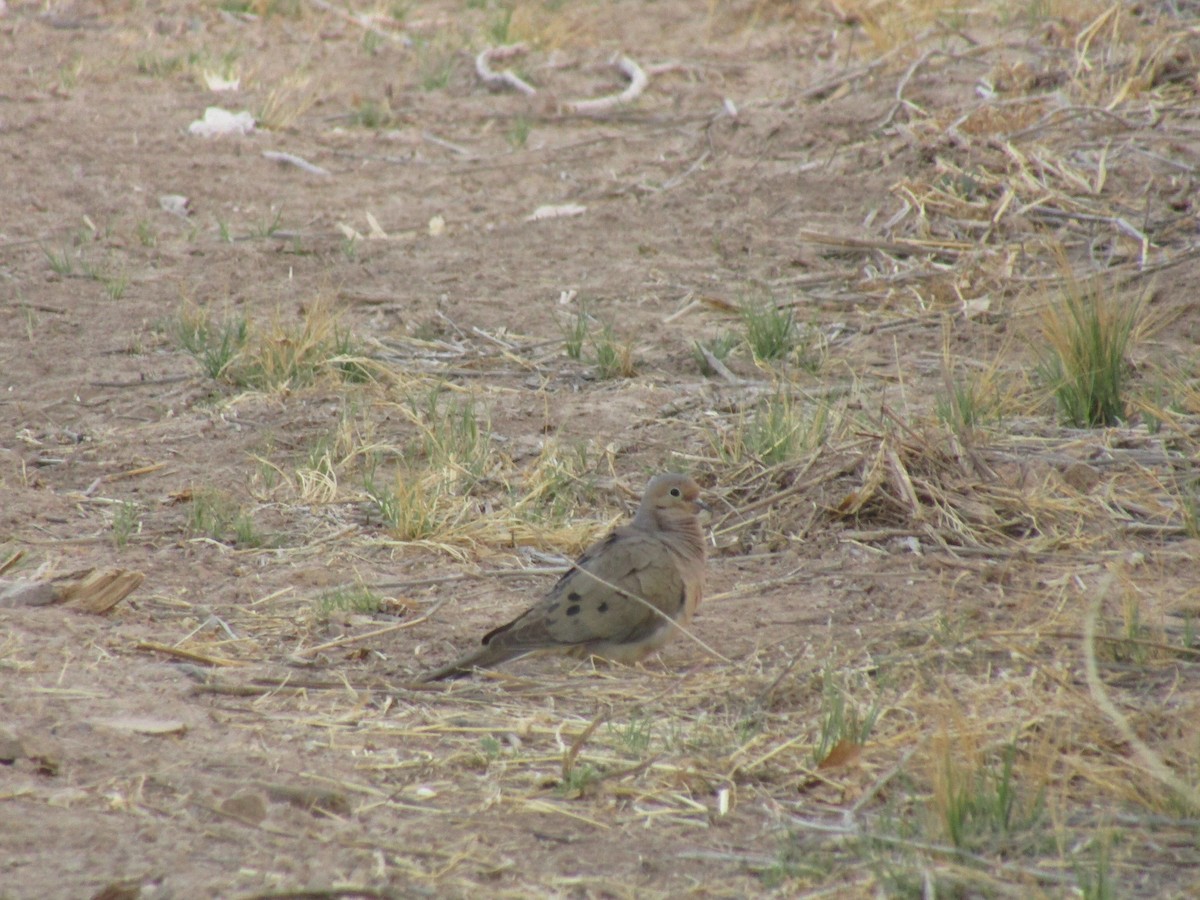 Uzun Kuyruklu Kumru - ML647388926