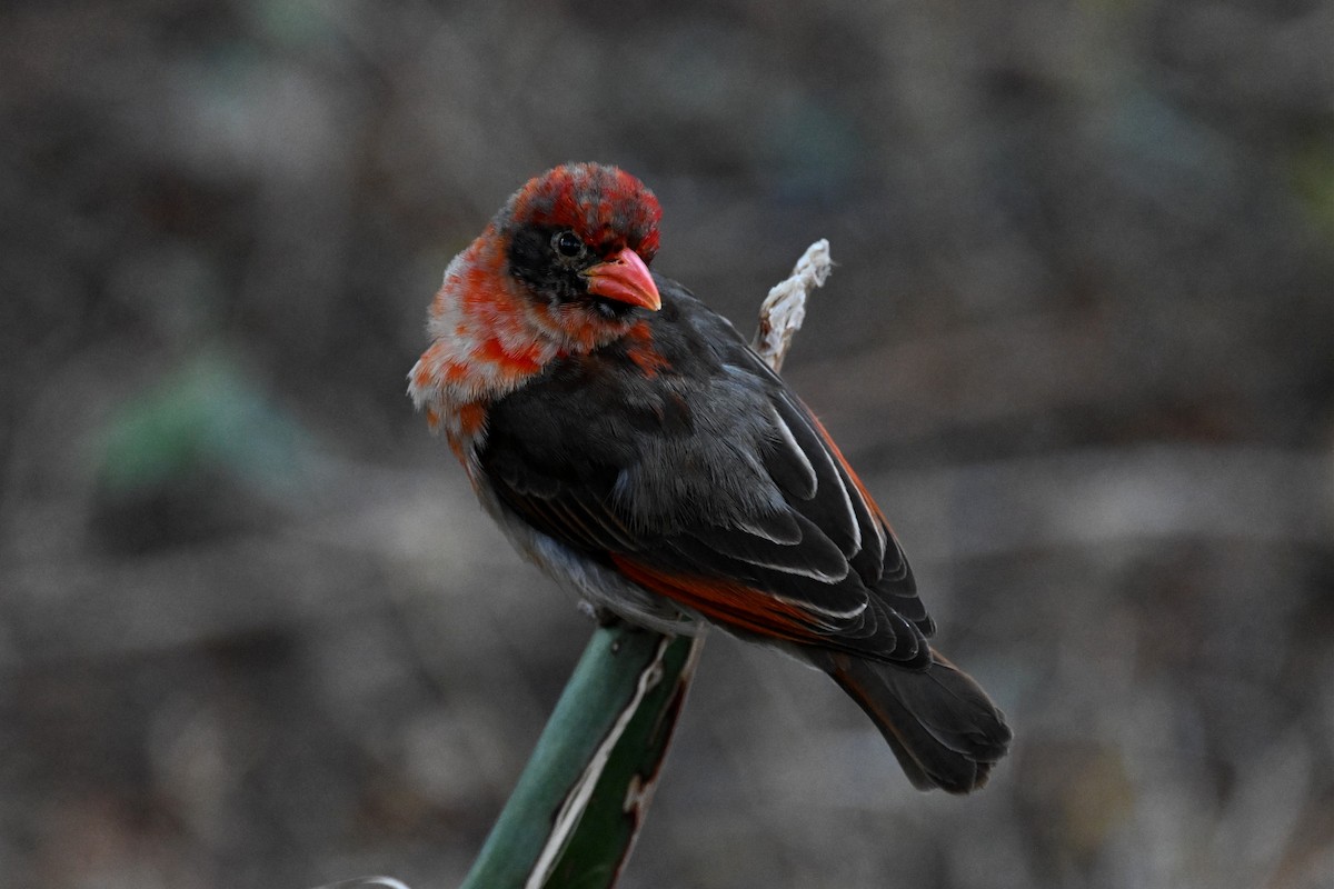 Tejedor Cabecirrojo - ML647388930