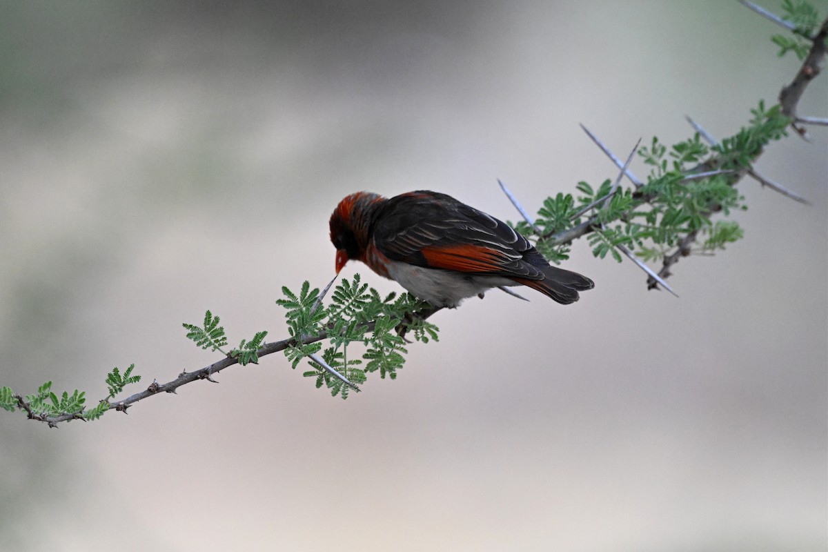 Tejedor Cabecirrojo - ML647388931