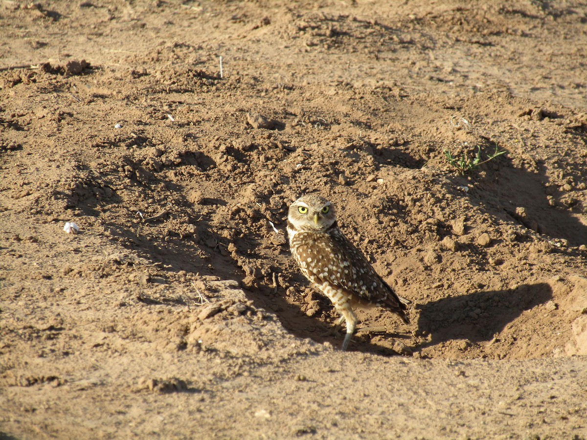 Mochuelo de Madriguera - ML647388932