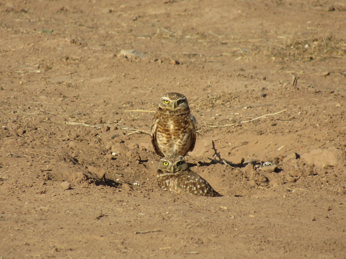 Mochuelo de Madriguera - ML647388934