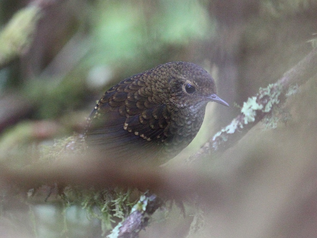 Ratina Pigmea - ML647388935