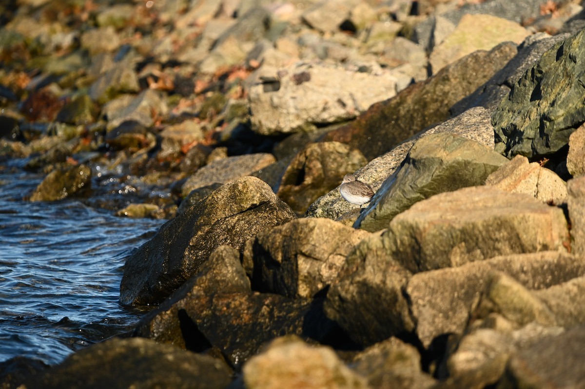 Correlimos Común - ML647388936