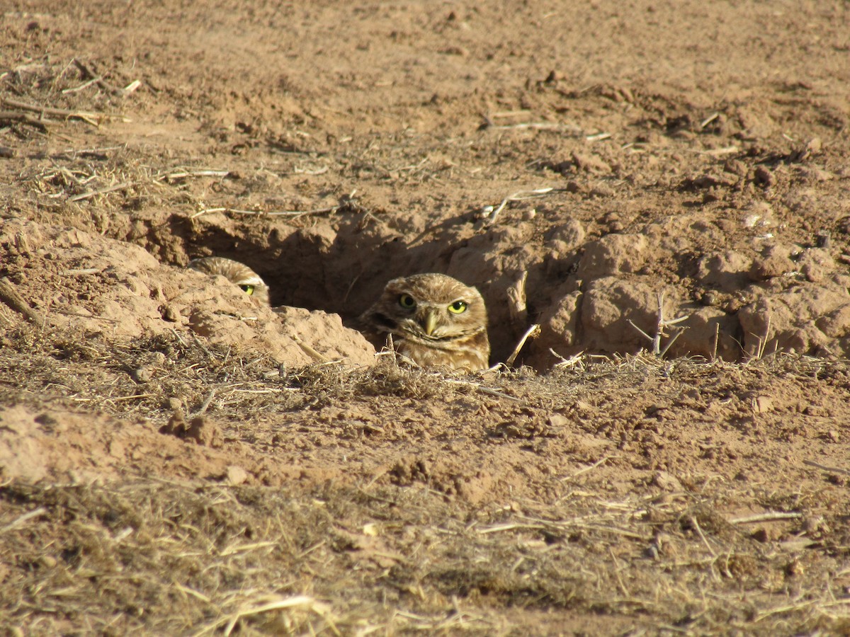 Mochuelo de Madriguera - ML647388938