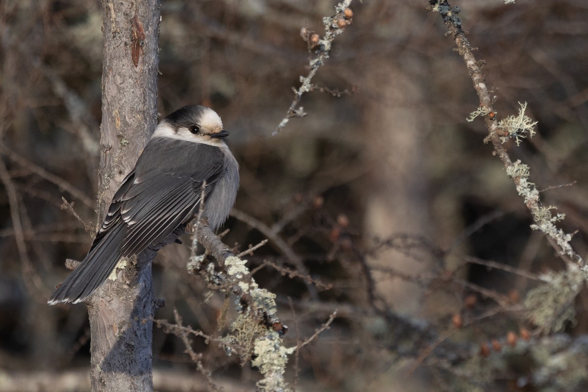 Canada Jay - ML647388939