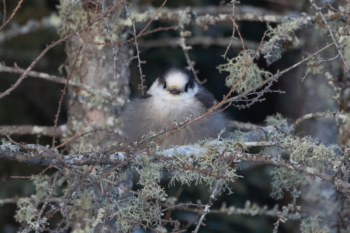 Arrendajo Canadiense - ML647388940