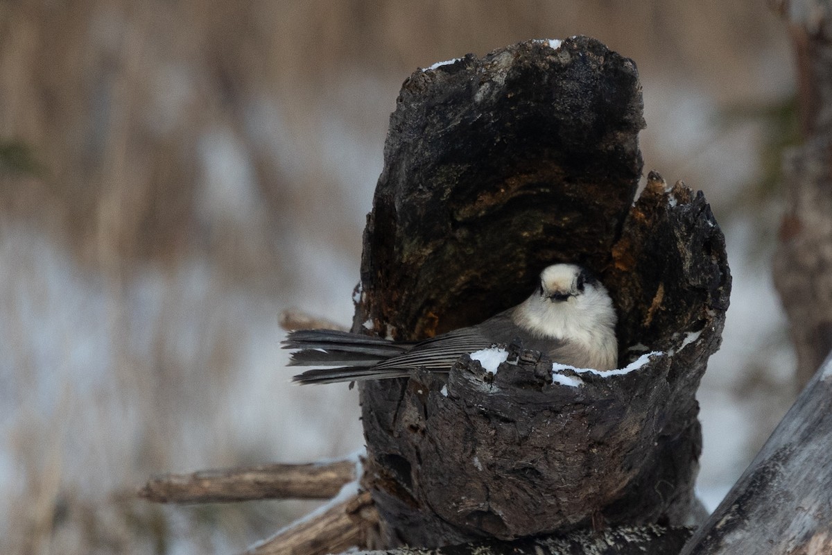 Arrendajo Canadiense - ML647388941