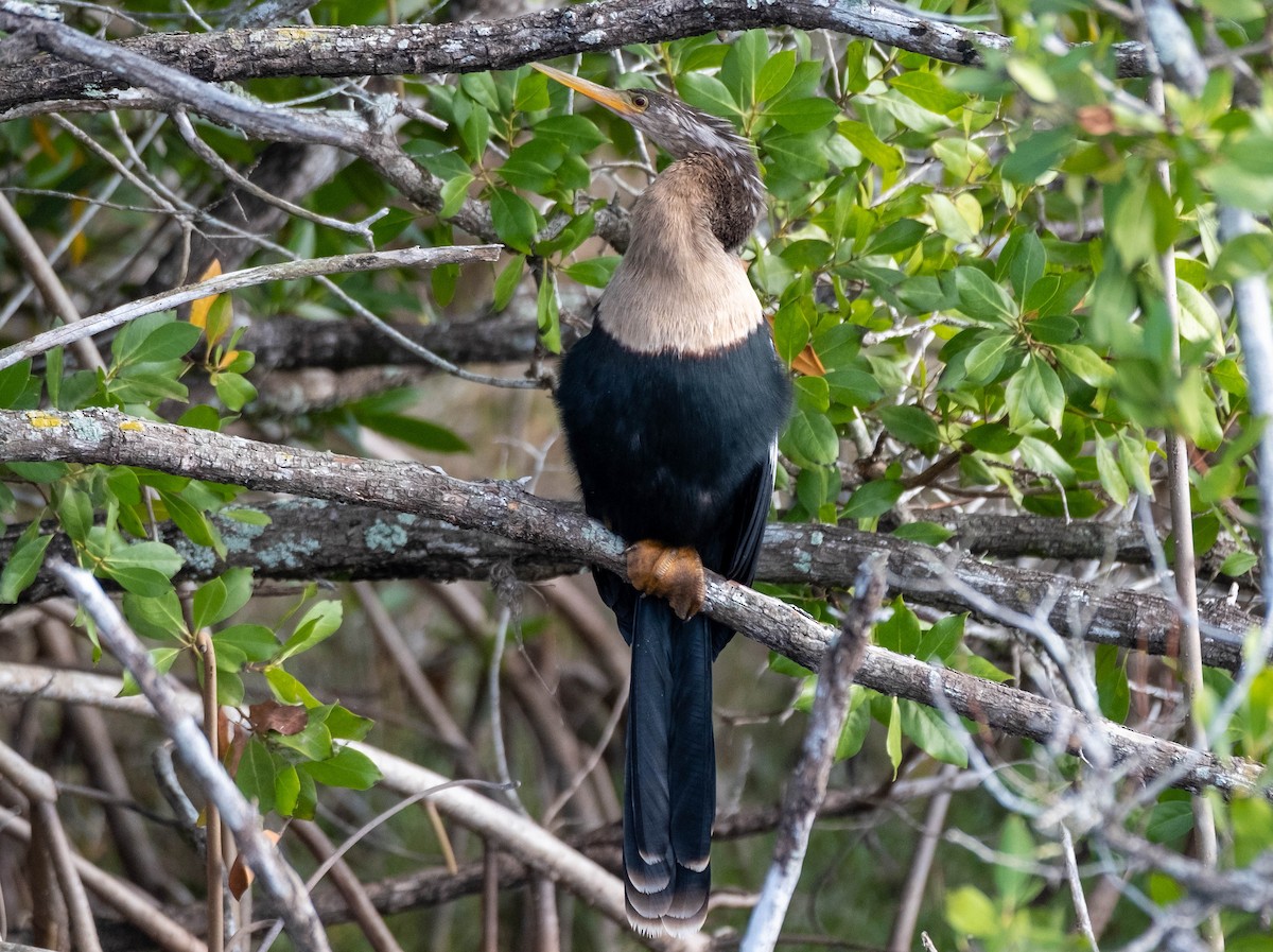 Anhinga Americana - ML647388942