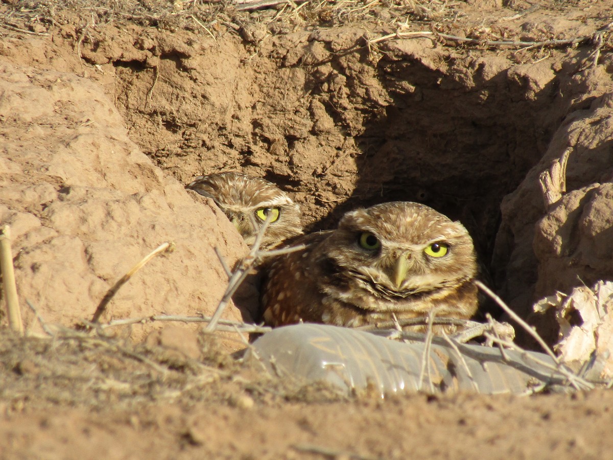 Mochuelo de Madriguera - ML647388943