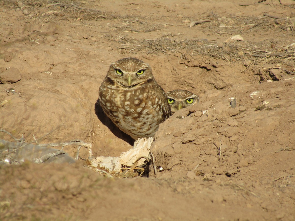 Mochuelo de Madriguera - ML647388944