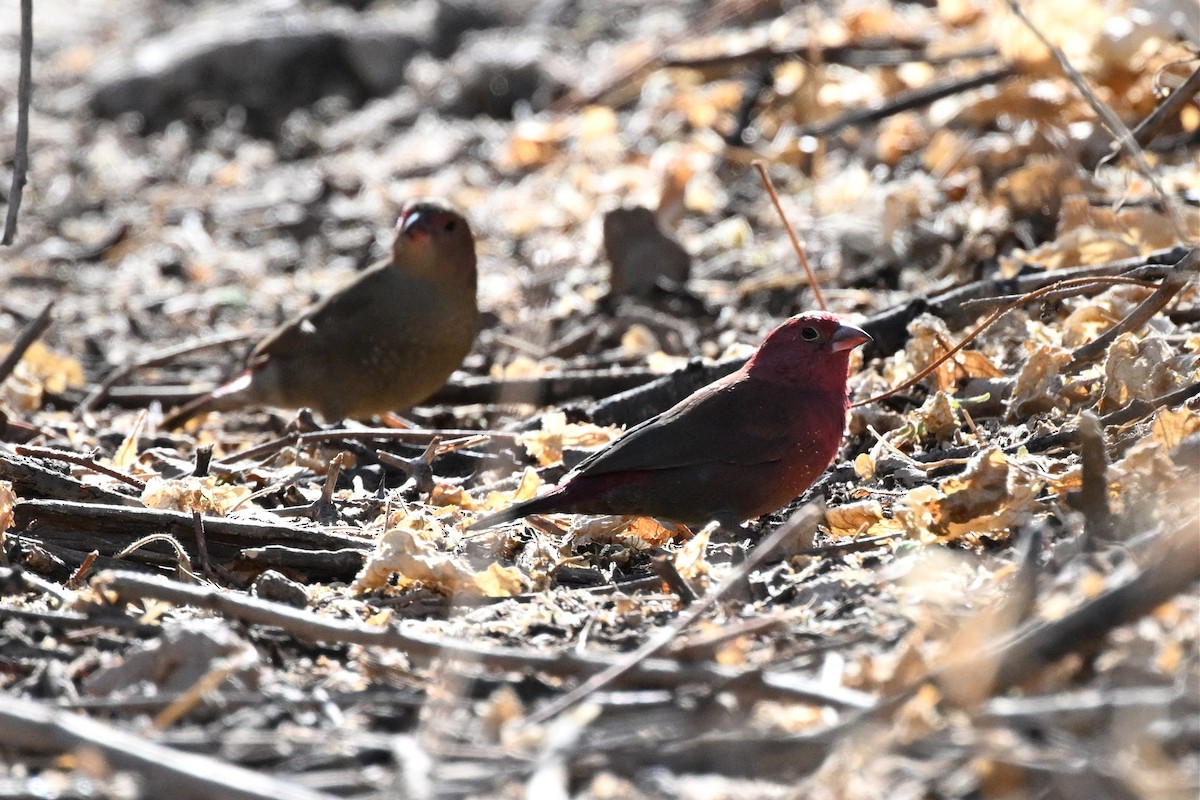 Amaranta Senegalesa - ML647388945