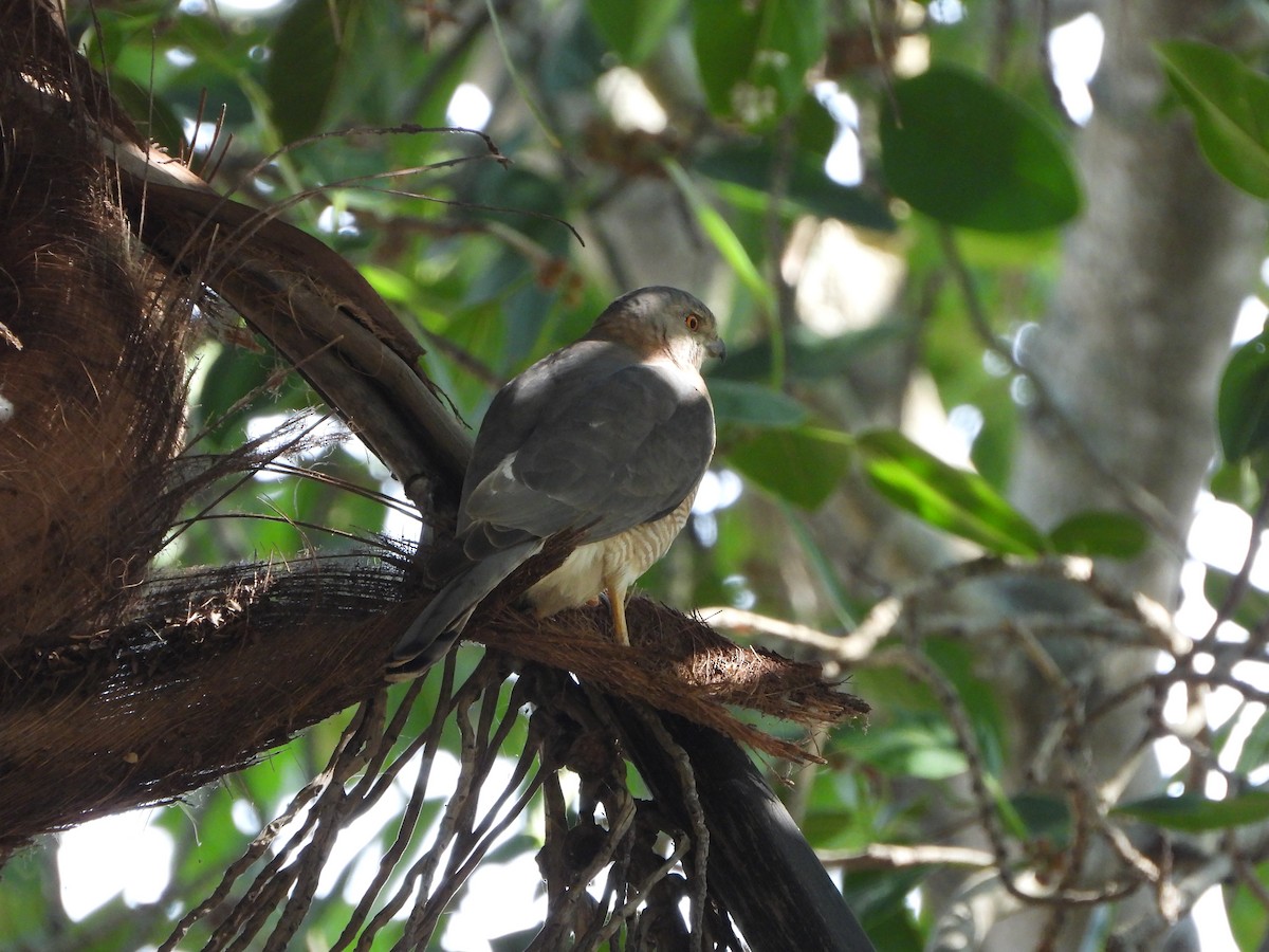 Gavilán Chikra - ML647388946