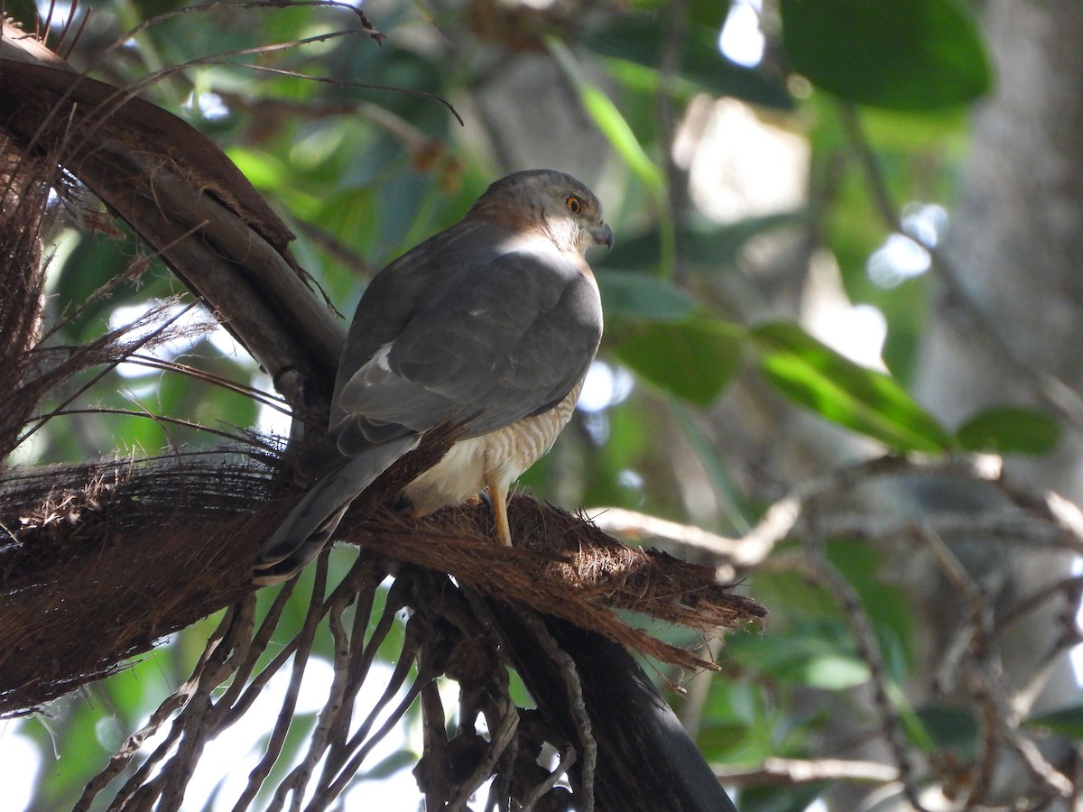 Gavilán Chikra - ML647388947