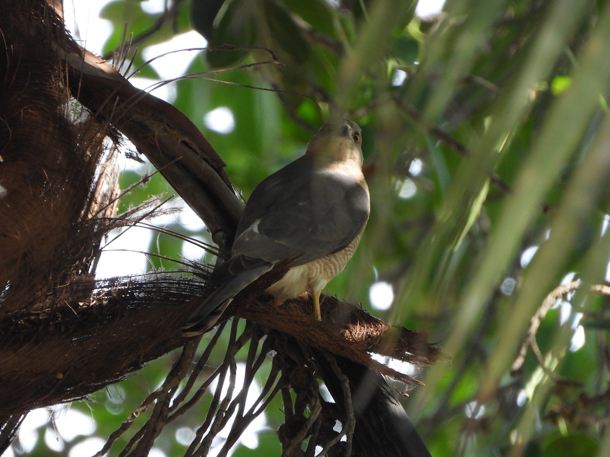 Gavilán Chikra - ML647388949