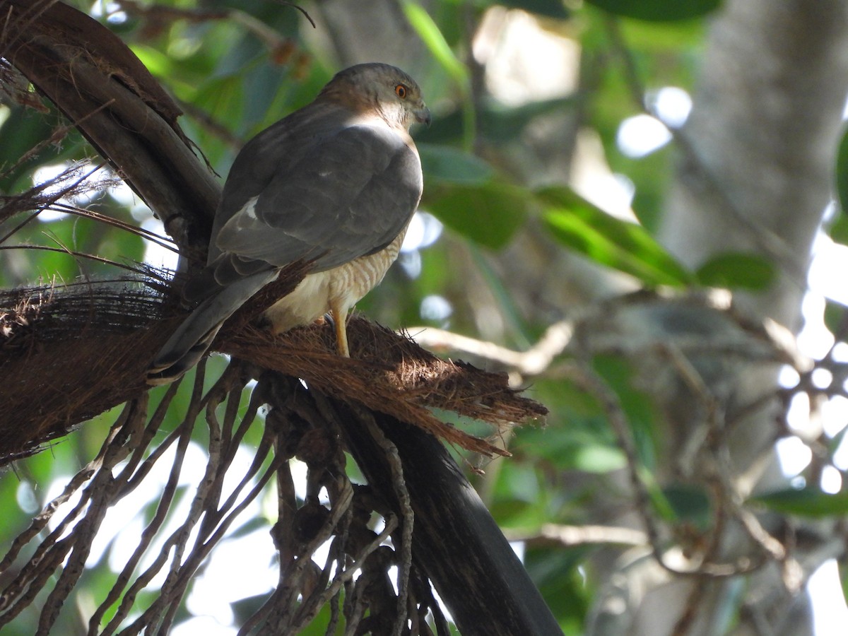 Gavilán Chikra - ML647388950