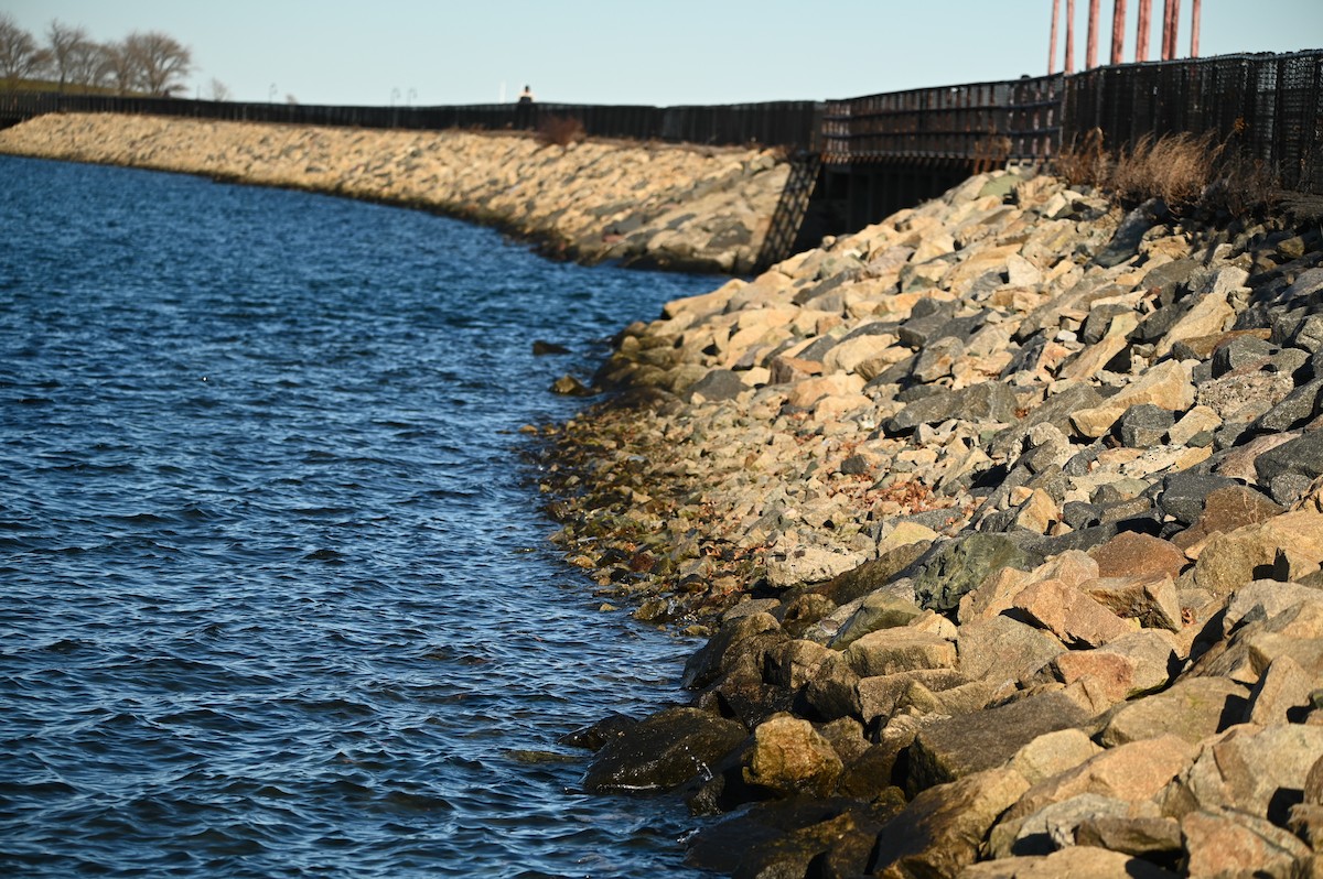 Correlimos Común - ML647388951