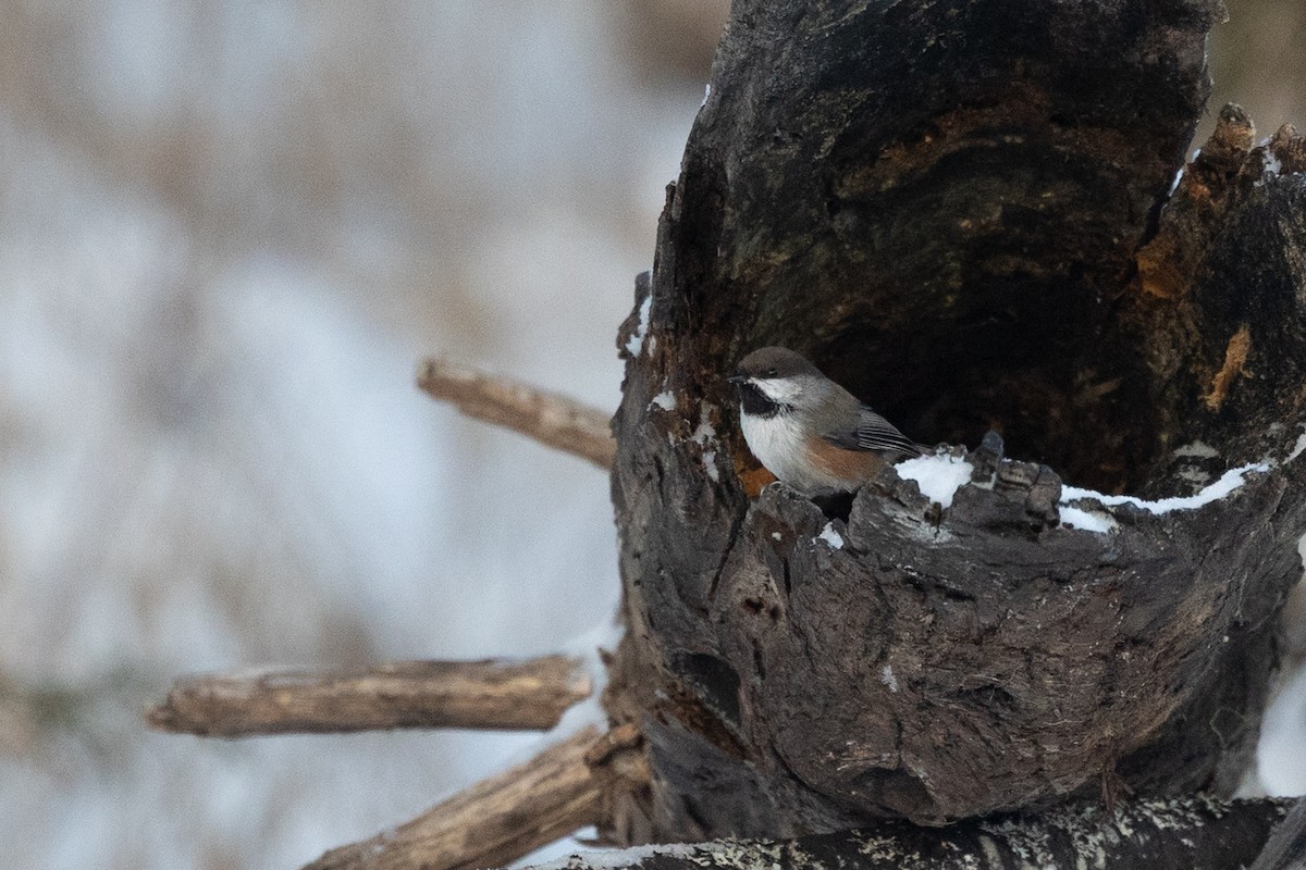 Carbonero Boreal - ML647388952