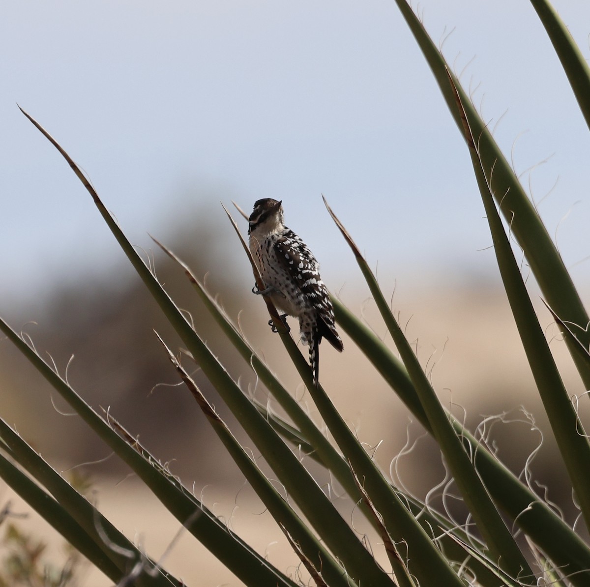 Pico Mexicano - ML647388953